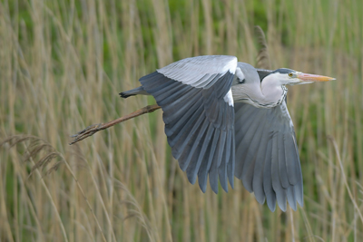  Image name: airone cenerino2.jpg 
 width: 400 pixel 
 height: 267 pixel 
 Size: 95807 bytes 
 Click to enlarge 